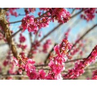 [국악와인열차] 3월 8,10,14,15,17,21,22 광양 매화축제 / 남원 광한루원