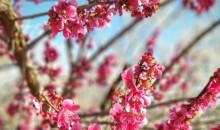 [국악와인열차] 3월 8,10,15,17,22 광양 매화축제 / 남원 광한루원