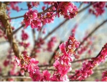 [국악와인열차] 3월 8,10,15,17,22 광양 매화축제 / 남원 광한루원