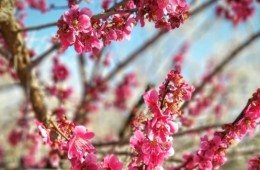 [국악와인열차] 3월 8,10,15,17,22 광양 매화축제 / 남원 광한루원