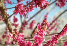 [국악와인열차] 3월 8,10,14,15,17,21,22 광양 매화축제 / 남원 광한루원