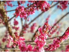 [국악와인열차] 3월 8,10,14,15,17,21,22 광양 매화축제 / 남원 광한루원
