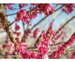 [국악와인열차] 3월 8,10,15,17,22 광양 매화축제 / 남원 광한루원