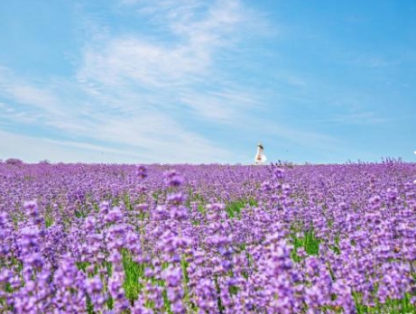 (동대구출발)KTX - 정읍 허브원 라벤더꽃 & 담양죽녹원 & 메타세콰이어 여행(당일)