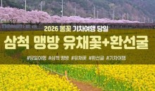 [수도권/충청권/경상권출발] [동해해변열차]삼척 맹방 유채꽃&환선굴(당일)