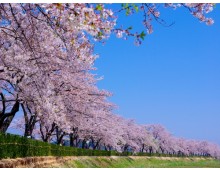 KTX - 강릉 경포대 벚꽃잔치 & 정동진 & 동해 논골담길 & 묵호항 여행 (당일)