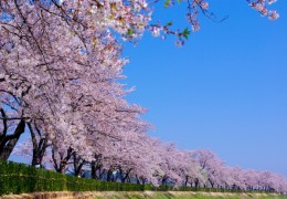KTX - 강릉 경포대 벚꽃잔치 & 정동진 & 동해 논골담길 & 묵호항 여행 (당일)