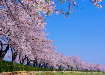 KTX - 강릉 경포대 벚꽃잔치 & 정동진 & 동해 논골담길 & 묵호항 여행 (당일)