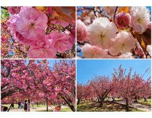 [KTX] 밀양+경주 1박2일 #밀양호텔아리나