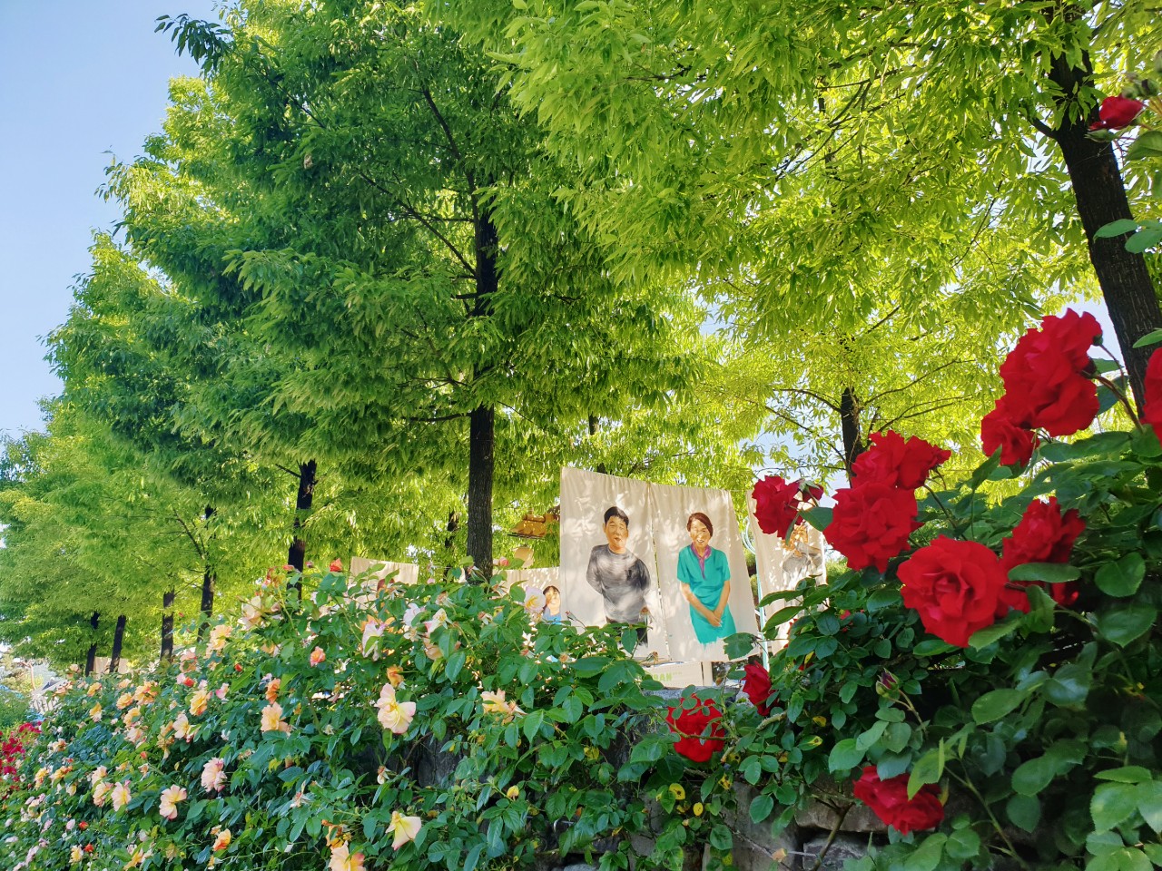 [국악와인열차] 5월 25, 31일 곡성 세계장미축제 / 남원 지리산 허브밸리