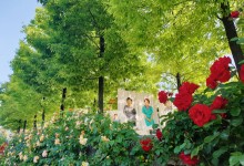 [국악와인열차] 5월 25, 31일 곡성 세계장미축제 / 남원 지리산 허브밸리