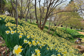 무궁화호 - 서산 유기방 가옥 수선화 꽃잔치 & 개심사 벚꽃 & 해미읍성 여행(당일)