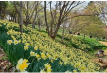 무궁화호 - 서산 유기방 가옥 수선화 꽃잔치 & 개심사 벚꽃 & 해미읍성 여행(당일)