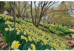 무궁화호 - 서산 유기방 가옥 수선화 꽃잔치 & 개심사 벚꽃 & 해미읍성 여행(당일)