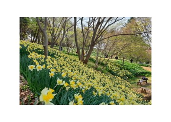 무궁화호 - 서산 유기방 가옥 수선화 꽃잔치 & 개심사 벚꽃 & 해미읍성 여행(당일)