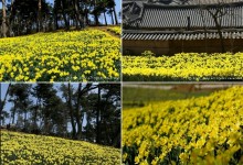 서산 수선화 & 개심사 벚꽃ㆍ해미읍성 기차여행(당일)