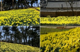 서산 수선화 & 개심사 벚꽃ㆍ해미읍성 기차여행(당일)