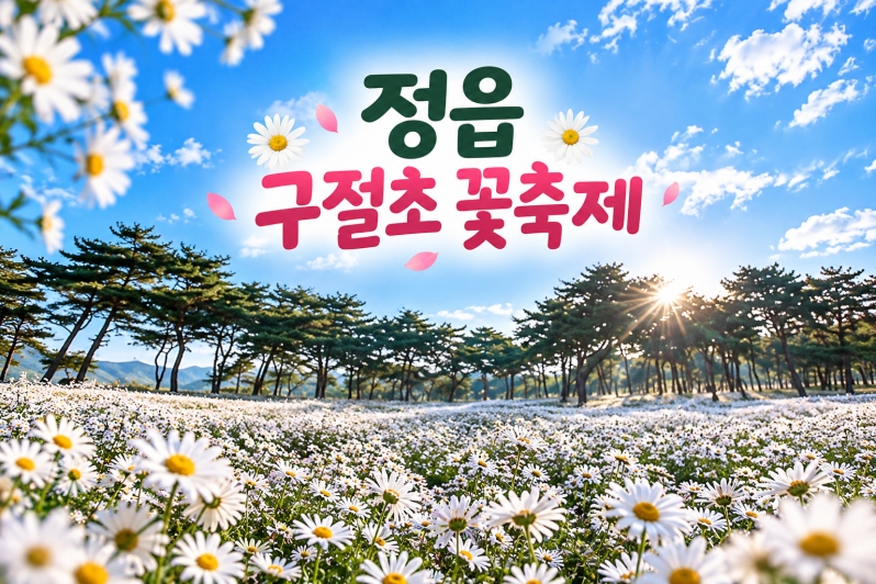 [수도권/충청권/경상권/호남권출발] 정읍 구절초 꽃축제(당일)
