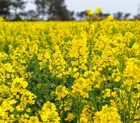 ♥봄축제♥[KTX-당일] 봄을 알리는 섬진강 광양 매화+전주한옥마을
