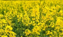 ♥봄축제♥[KTX-당일] 봄을 알리는 섬진강 광양 매화+전주한옥마을