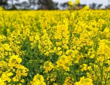 [KTX] 포항 호미곶 & 유채꽃 명소탐방 하루 기차여행 (당일)