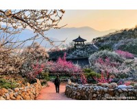 ♥봄축제♥[KTX-당일] 봄을 알리는 섬진강 광양 매화+전주한옥마을