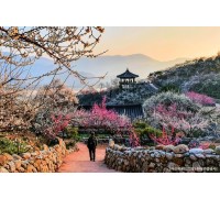 ♥봄축제♥[KTX-당일] 봄을 알리는 섬진강 광양 매화+전주한옥마을