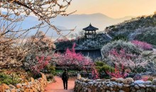 ♥봄축제♥[KTX-당일] 봄을 알리는 섬진강 광양 매화+전주한옥마을