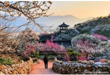 ♥봄축제♥[KTX-당일] 봄을 알리는 섬진강 광양 매화+전주한옥마을