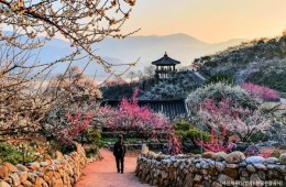 ♥봄축제♥[KTX-당일] 봄을 알리는 섬진강 광양 매화+전주한옥마을