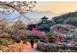 ♥봄축제♥[KTX-당일] 봄을 알리는 섬진강 광양 매화+전주한옥마을