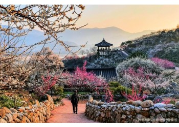 ♥봄축제♥[KTX-당일] 봄을 알리는 섬진강 광양 매화+전주한옥마을