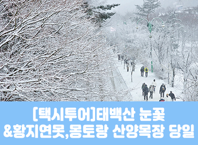 ★겨울눈꽃★[태백택시투어]태백산 눈꽃&황지연못(당일)