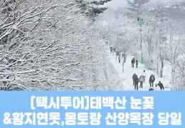 ★겨울눈꽃★[태백택시투어]태백산 눈꽃&황지연못(당일)