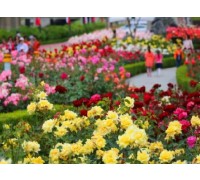 [수원역출발] ITX-새마을 - 곡성 세계장미축제 자유여행 (당일)