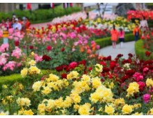 [수원역출발] ITX-새마을 - 곡성 세계장미축제 자유여행 (당일)