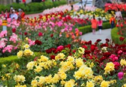 [수원역출발] ITX-새마을 - 곡성 세계장미축제 자유여행 (당일)