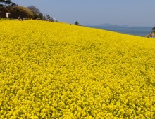 [KTX] 고창 청보리밭 & 부안 수성당 유채꽃ㆍ동백꽃 미식 하루 기차여행 (당일)