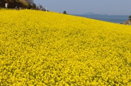 [KTX] 고창 청보리밭 & 부안 수성당 유채꽃ㆍ동백꽃 미식 하루 기차여행 (당일)