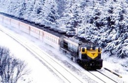 [특별열차] 동해산타열차 & 태백산눈꽃 & 정동진 & 환선굴 & 묵호항 여행(1박2일)