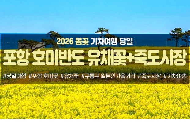 [수도권/충청권/경산권출발] 포항 호미반도 유채꽃&죽도시장(당일)