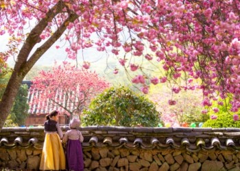 [KTX] 순천 선암사 홍매화ㆍ겹벚꽃 & 순천만국가정원 하루 기차여행 (당일)