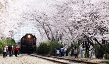 #2 KTX 진해 벚꽃 기차여행(당일) 경화역 포함 @서울역 06:02 출발