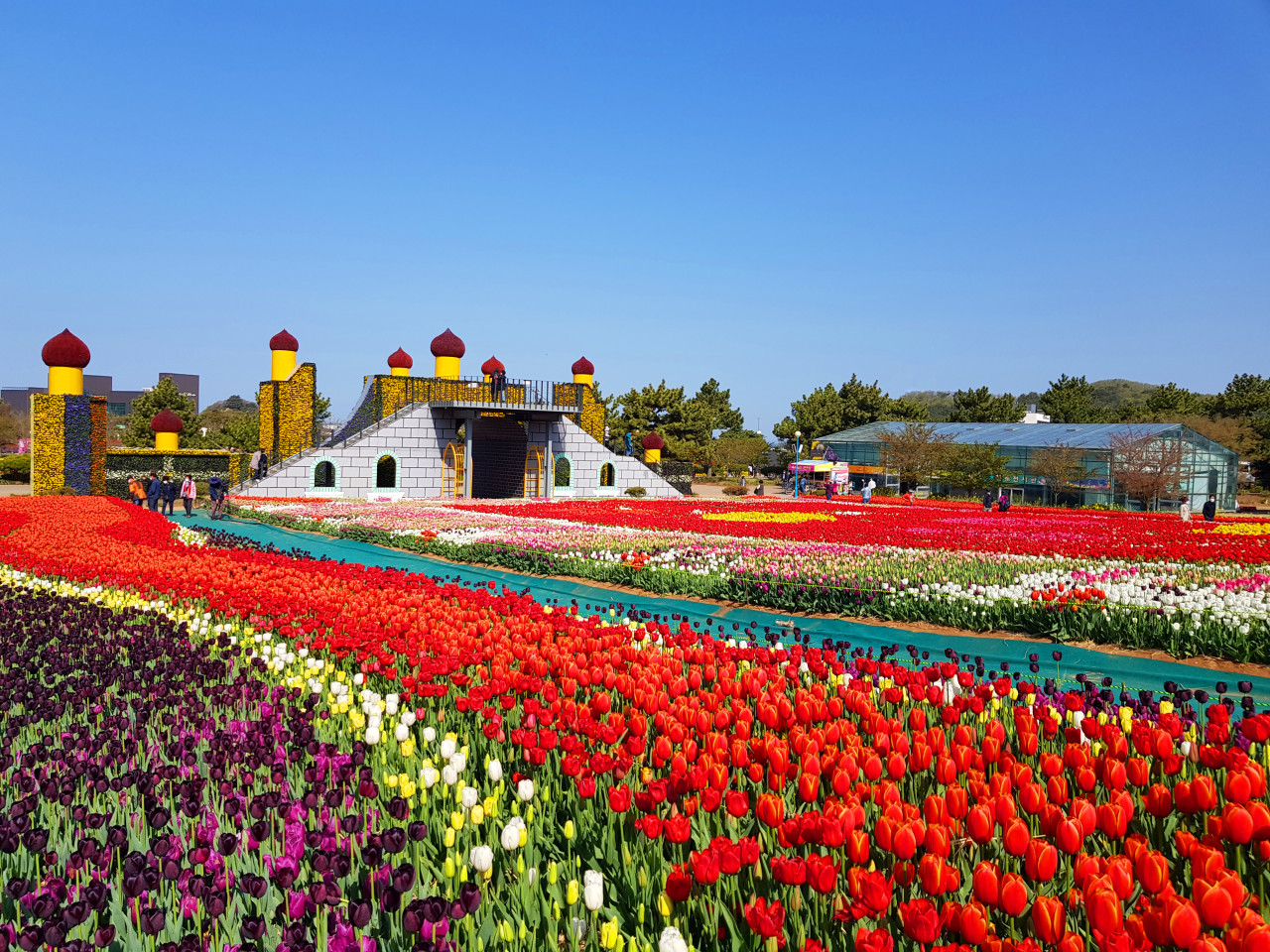 [G-train서해금빛열차] 태안 튤립축제 기차여행(당일)