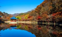 ◆가을맞이◆[수서출발-당일]조선8경 오색단풍명소 일번지, 내장산