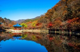 ◆가을맞이◆[수서출발-당일]조선8경 오색단풍명소 일번지, 내장산