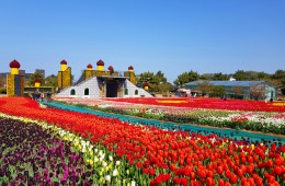 [G-train서해금빛열차] 태안 튤립축제 기차여행(당일)