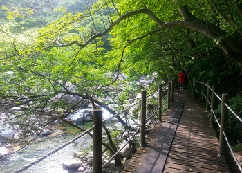 [KTX 당일] 지리산 뱀사골&지리산 흑돼지구이+남원 광한루&추어탕 (당일)