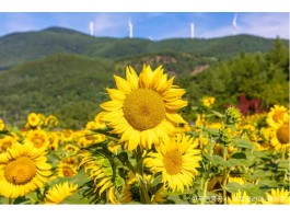 ◆여름특선◆[무궁화-당일]*중식제공*천상의 화원! 만항재 야생화+태백 해바라기 축제