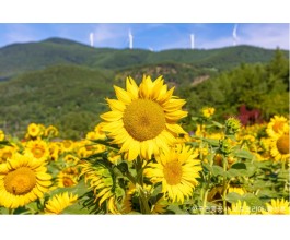 ◆여름특선◆[무궁화-당일]*중식제공*천상의 화원! 만항재 야생화+태백 해바라기 축제